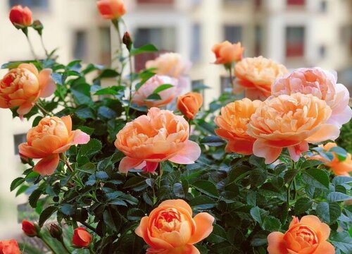 山茶喜阴还是喜阳光的植物