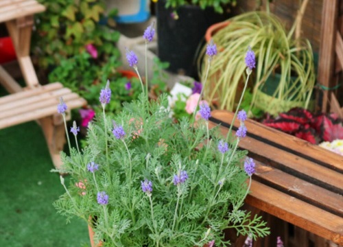 薰衣草的种植方法