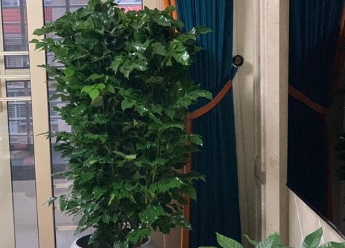 家里客厅适合养的4种懒人树