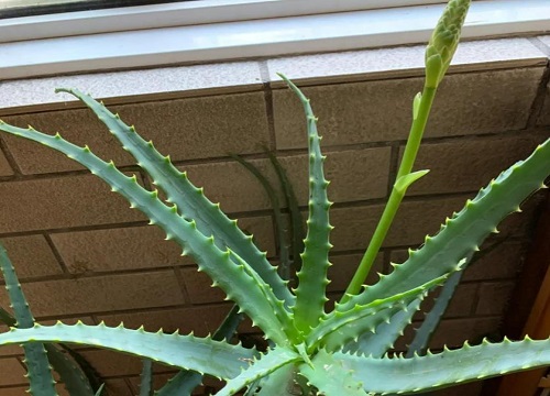 龙爪菊开花代表家里会怎样