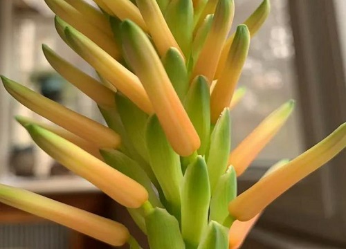 龙爪菊开花代表家里会怎样