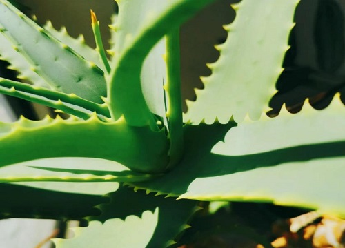 龙爪菊开花代表家里会怎样