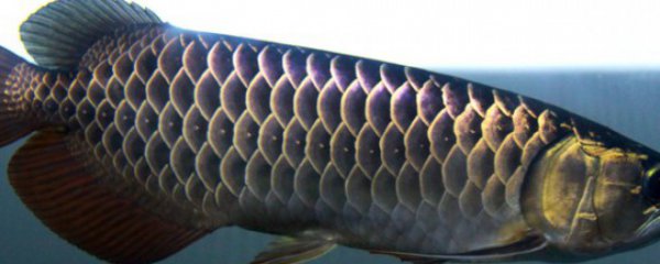 龙鱼几天喂一次