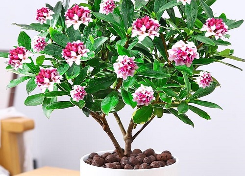 瑞香的香味有毒吗