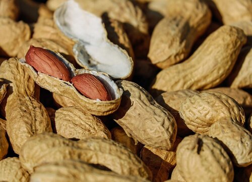 2023花生价格预测会达到多少