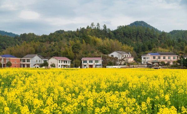 三农指的是哪三农