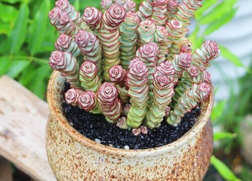 钱串子的养殖方法和注意事项有哪些