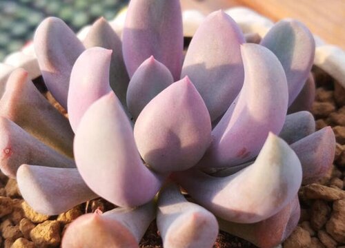 冬天网上买的多肉怎么种植