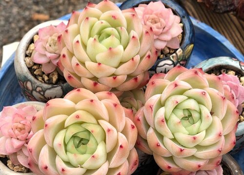 冬天网上买的多肉怎么种植