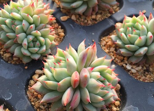 冬天网上买的多肉怎么种植