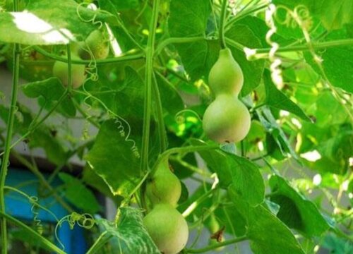 葫芦什么时候收获