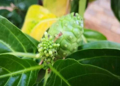 释迦几月开花几月结果