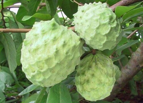 释迦几月开花几月结果