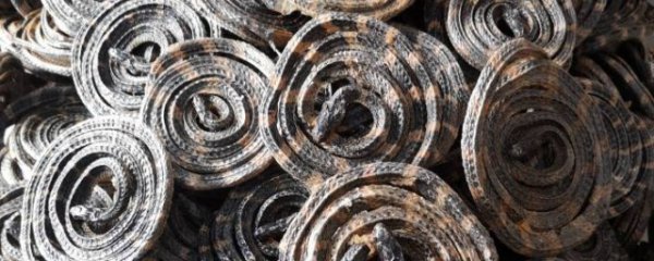 白花蛇的功效与禁忌