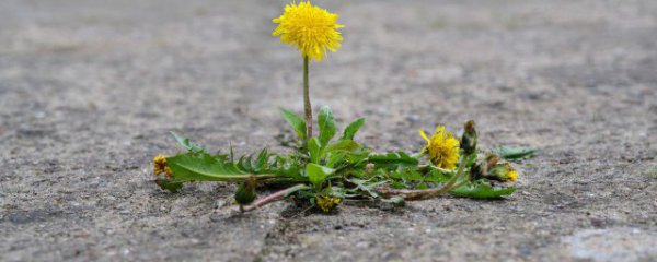 春天蒲公英怎么辨认好坏