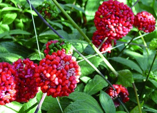 三七果实怎么吃  三七的果子可以直接吃吗