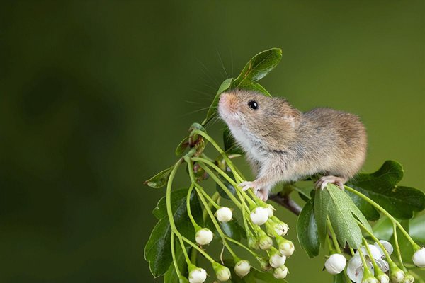 家中有了老鼠如何快速清除