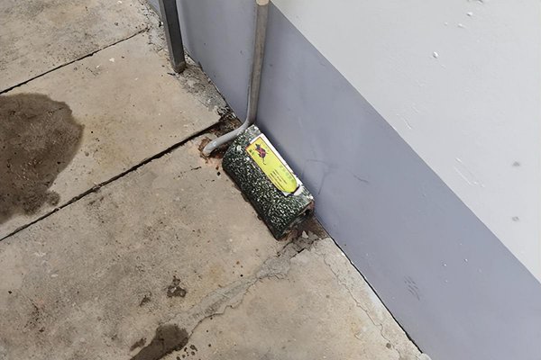 家中有了老鼠如何快速清除