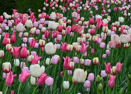 郁金香种植多久开花