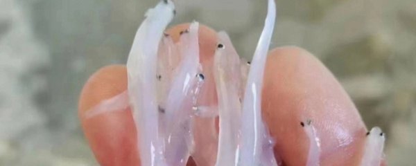 怎样判断银鱼是否新鲜