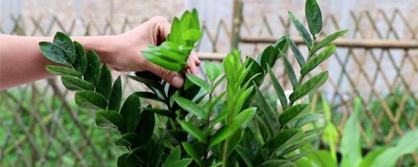 金钱树开花的寓意及象征