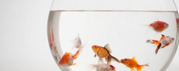 家庭鱼缸怎么清理水垢