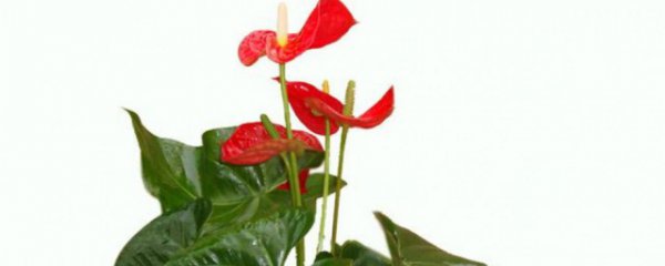 水培红掌可以放卧室吗