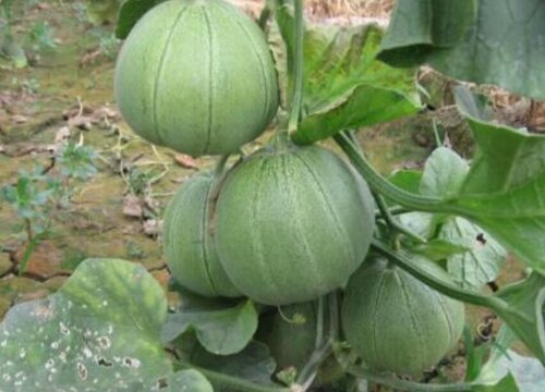 甜瓜什么时候上市