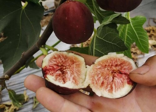 鲜无花果皮可以吃吗