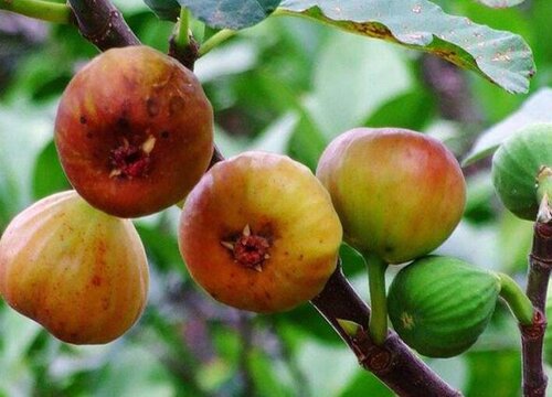 鲜无花果皮可以吃吗