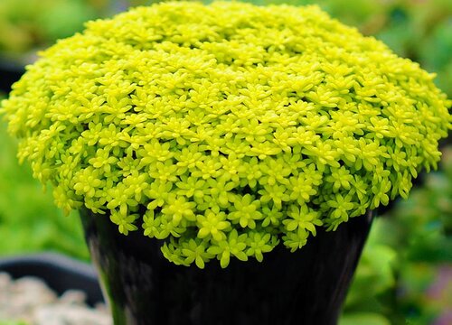 黄金万年草的养殖方法和注意事项