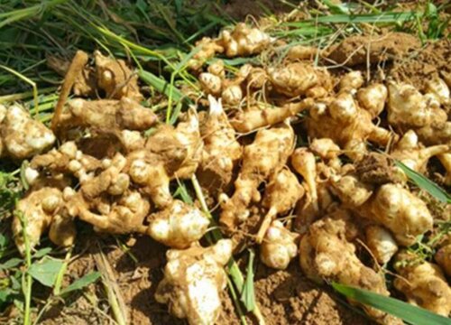 洋姜冬天可以种吗