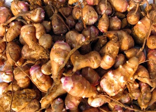 洋姜冬天可以种吗