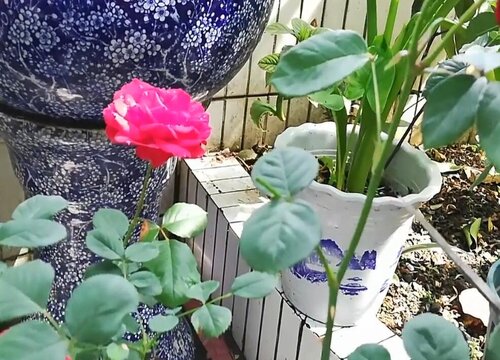 月季花怎么预防好各种病虫害