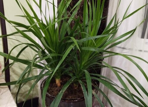 龙须树移栽注意事项