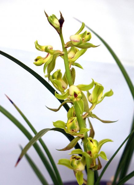 新手养兰花的正确方法