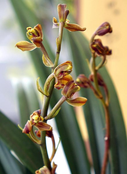 新手养兰花的正确方法