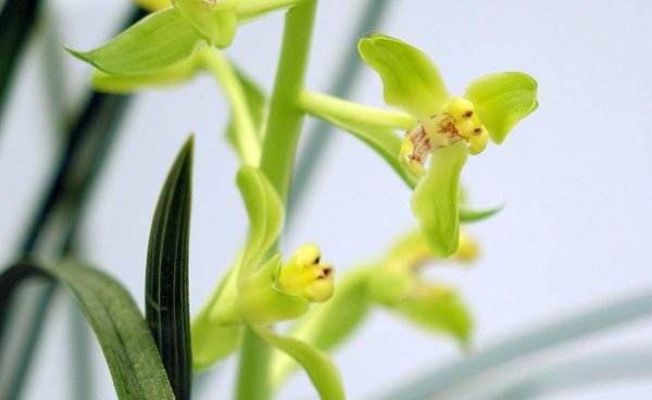 新手养兰花的正确方法