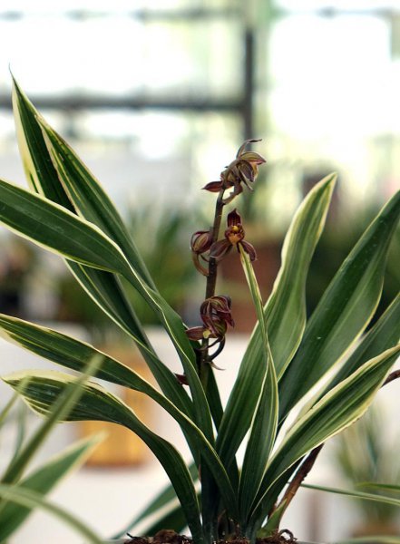 新手养兰花的正确方法