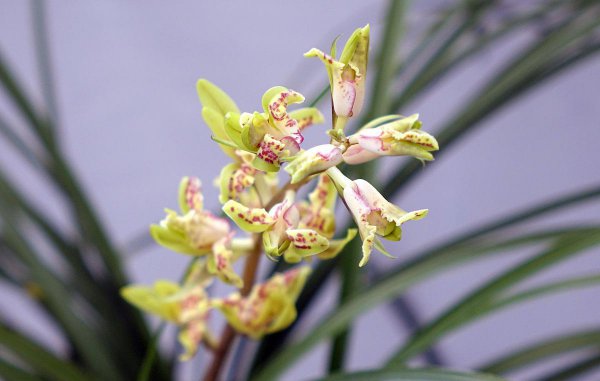 新手养兰花的正确方法