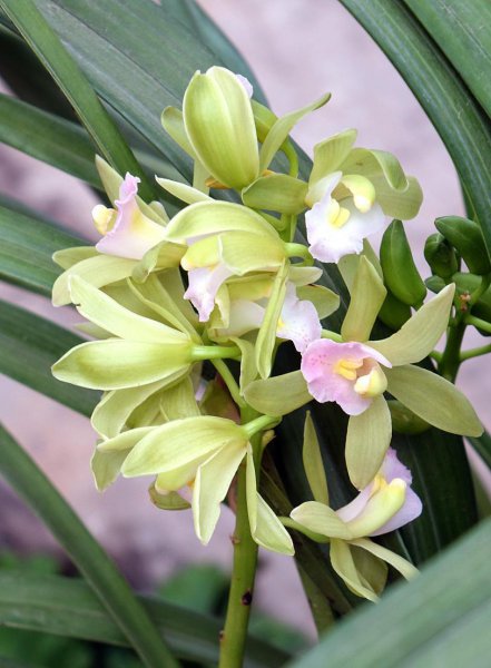 新手养兰花的正确方法