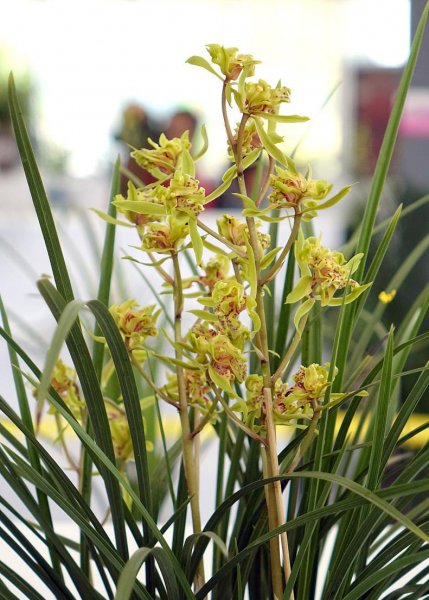 新手养兰花的正确方法