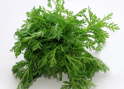 茼蒿苗可以移栽吗