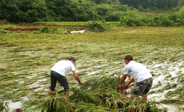 防止水稻倒伏的主要措施