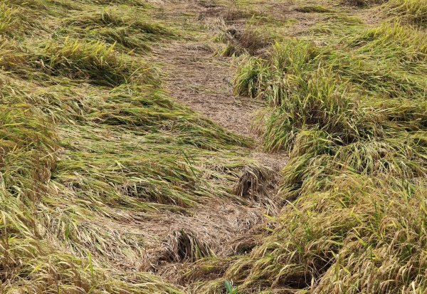 防止水稻倒伏的主要措施