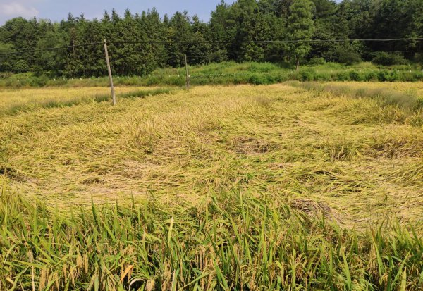 防止水稻倒伏的主要措施