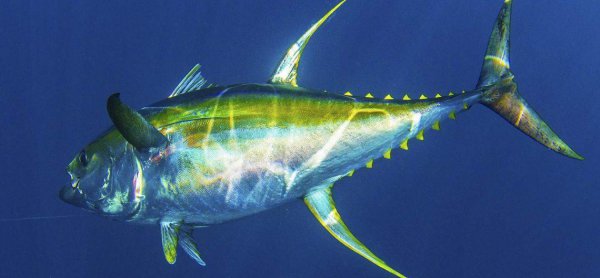 最贵的鱼是什么鱼