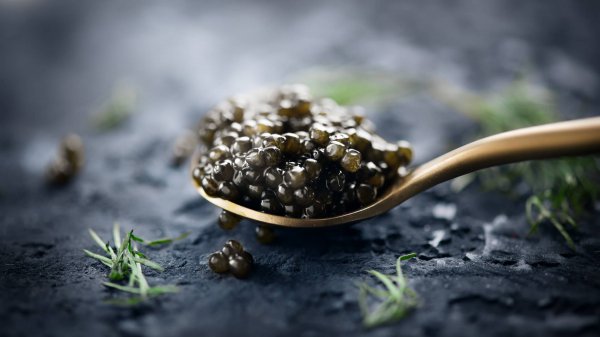 最贵的鱼是什么鱼