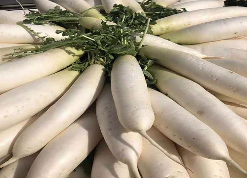 白萝卜是热性还是凉性