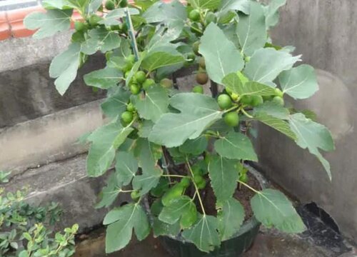 夏季无花果怎么养护状态好